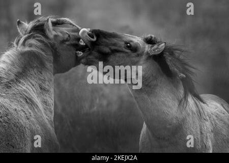 Wild Konik Ponies play fighting at Wicken Fen, 12th November 2022 Stock Photo