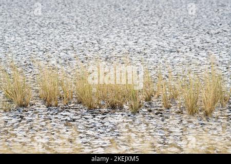 Grass bushes dried out on perched earth, cracked clay mud dried up in a lake. Etosha National Park, Namibia, Africa Stock Photo
