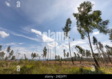 deforested area in german forest with some remaining trees Stock Photo