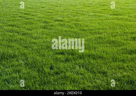 Format-filling recording of the meadow in front of the Garmisch-Partenkirchen ski jump, structured green background Stock Photo