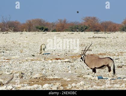 Gemsbok Oryx stands on the dry rocky outcrop in Etosha Park, while a lone plains zebra forages for food in the background - there is a nice natural bu Stock Photo