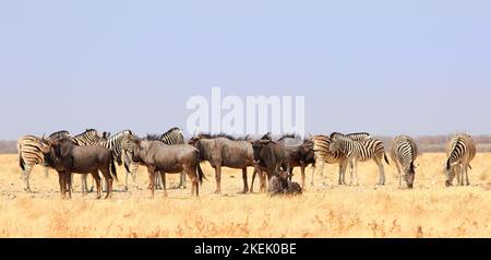 Large herd of Zebra and Wildebeest mixing with each other and grazing on the bright dry yellow African Savannah Stock Photo