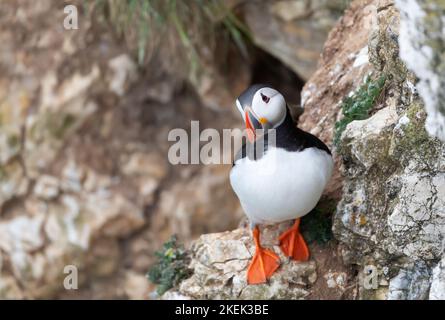 Close up of Atlantic puffin perched on a cliff edge, Bempton cliffs, UK. Stock Photo