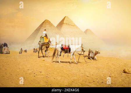 Camels and the Pyramids of Giza in Egypt Stock Photo