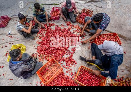 Palestinian Farming Gaza, Palestine. 21st Oct, 2022. A Palestinian farmer puts dates inside ...