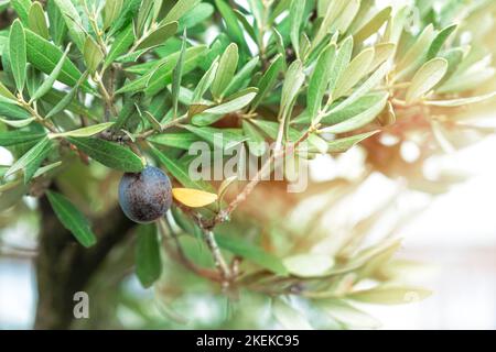 Olives on Olive Tree. Close up of Tuscan Olive branch hanging from tree Stock Photo
