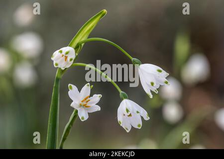 Snowflake; Leucojum sp.; Flowers; UK Stock Photo