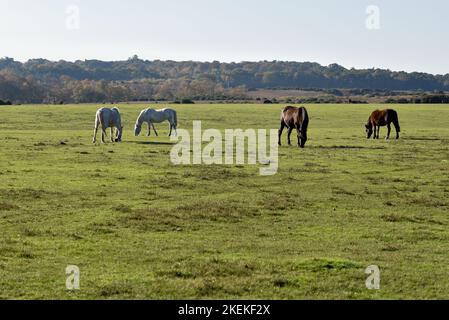 New Forest ponies grazing on the open pasture land in the south of England. Stock Photo