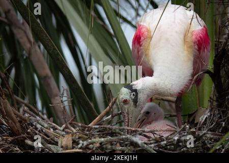 Roseate Spoonbill mother adjusts twigs and sticks and protects her chick in their nest in a rookery in Florida while waiting for her mate to return. Stock Photo
