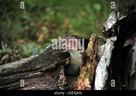 Stoat (Mustela erminea) watching from a tree hole at a meadow´s edge near Hankensbüttel, Germany Stock Photo