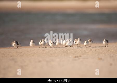 A flock of Sanderlings pausing to rest on the beach at Ft. Desoto, FL. Stock Photo