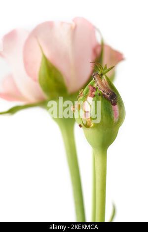 budworm feeding or damage of rose buds, tiny moth caterpillar chew or eat coiled flower buds isolated on white background,selective focus Stock Photo