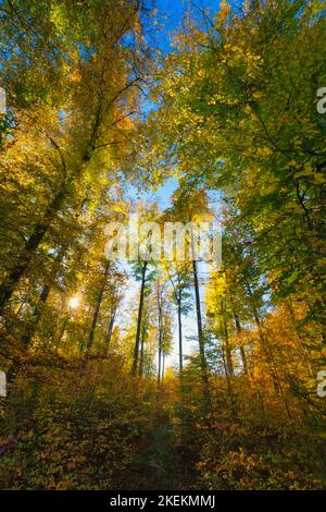 Beautiful autumn forest. Sun is shining through colorful leaves, with a sunstar Stock Photo