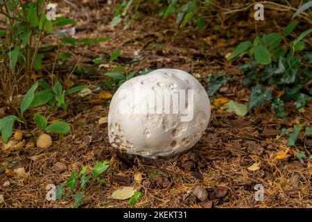 Giant puffball mushroom, fungus, gungi, Calvatia gigantea, growing in a Devon garden. Stock Photo