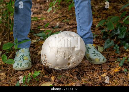 Giant puffball mushroom the size of a football, beside feet for comparison, fungus, gungi, Calvatia gigantea, growing in a Devon garden. Stock Photo