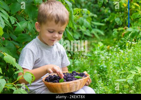 The child holds in his hands a wooden bowl with black raspberries in the garden in summer. selective focus Stock Photo