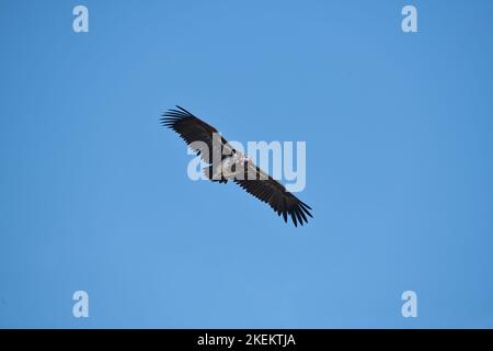 Lappet-faced vulture (Torgos tracheliotus) in flight Stock Photo