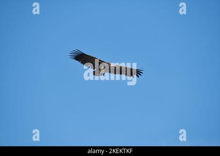 Lappet-faced vulture (Torgos tracheliotus) in flight Stock Photo
