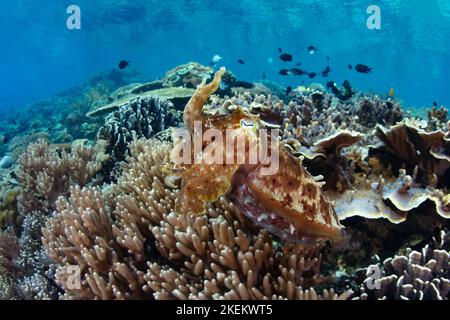 A Broadclub cuttlefish, Sepia latimanus, hovers above an exquisite coral reef in Komodo, Indonesia. Cuttlefish are masters of camouflage. Stock Photo