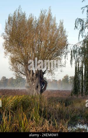 Rugged old tree with very thick trunk staring to lose leaves for winter Stock Photo