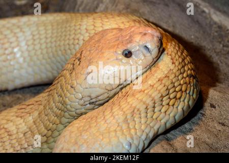Leucistic monocled cobra (Naja kaouthia) Captive. Native to, Reptilia reptile zoo, Vaughan, Ontario, Canada Stock Photo