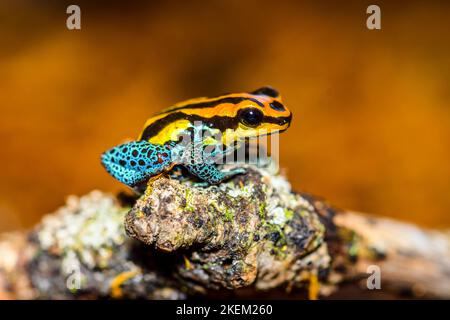 Splash-back, Variable poison frog (Ranitomeya variabilis) 'veradero', Captive raised, Understory Enterprises, Native to: Peru Stock Photo