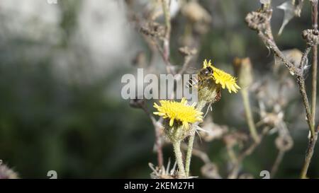 Sonchus asper also known as Spiny sowthistle, Rough milk thistle etc. Beautiful yellow flower from wild plant with natural background. Stock Photo