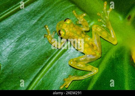 La Palma Glass Frog - Hyalinobactrachium valerioi, Captive raised, Understory Enterprises, Native to: Costa Rica Stock Photo