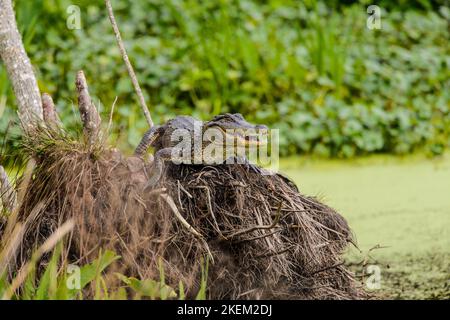 Basking alligator (Alligator mississipiensis), Jungle Gardens, Avery Island, Louisiana, USA Stock Photo