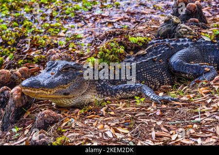 Basking American alligator (Alligator mississipiensis), Jungle Gardens, Avery Island, Louisiana, USA Stock Photo