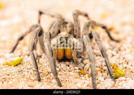 Texas wolf spider (Hogna carolinensis), Santa Clara ranch, Starr County, Texas, USA Stock Photo