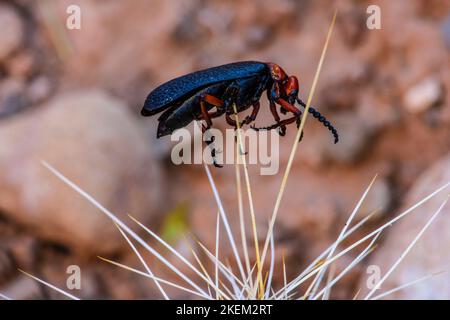 Blister beetle (Lytta magister) impaled on a cactus spine by a loggerhead shrike, Grand Canyon National Park, Arizona, USA Stock Photo