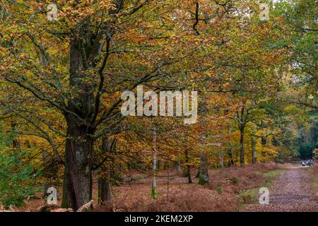 New Forest, Hampshire UK. 13th November 2022. UK weather: A lovely warm Autumnal day with sunny intervals in the New Forest, as the Autumn colours in Rhinefield Ornamental Drive look spectacular along the Tall Trees Trail. Credit: Carolyn Jenkins/Alamy Live News Stock Photo