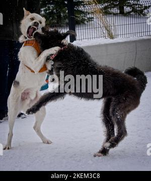 Husky dog  university dog park Calgary Alberta Stock Photo