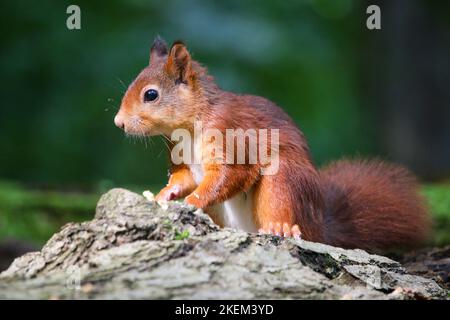 A brown squirrel standing on the rock Stock Photo