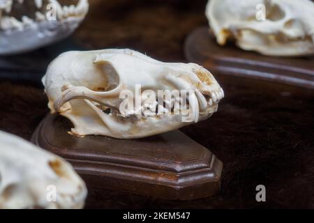 Skull of animal or dinosaur with animal grin. Archaeological find. Close-up.. Stock Photo