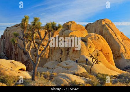 Mojave desert near sunset, featuring Joshua trees and white tank granite, Joshua Tree National Park, California, USA Stock Photo