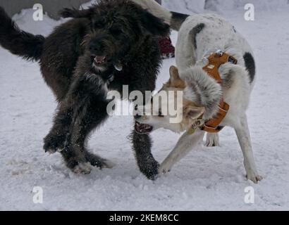 university dog park Calgary Alberta Stock Photo
