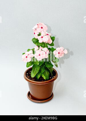 Bush Catharanthuswith pink flowers in a flower pot on a white background. Stock Photo