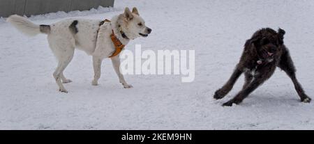 university dog park Calgary Alberta Stock Photo