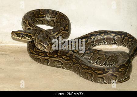 The Central African Rock Python is more often found in coastal East Africa than the nearly identical Southern African relative. Stock Photo
