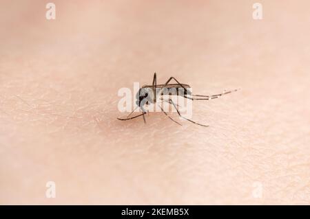 Carry zika virus mosquito on human skin background close up view Stock Photo