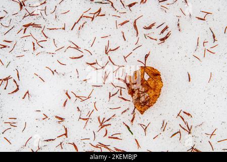Fallen leaves on spring snow, Greater Sudbury, Ontario, Canada Stock Photo