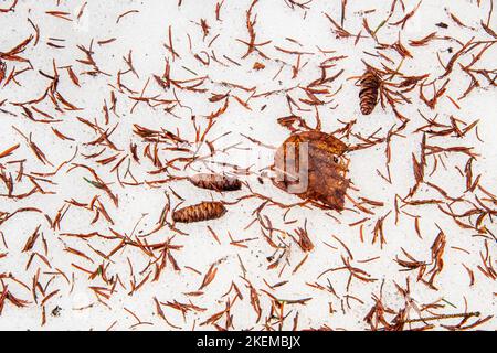 Fallen leaves on spring snow, Greater Sudbury, Ontario, Canada Stock Photo