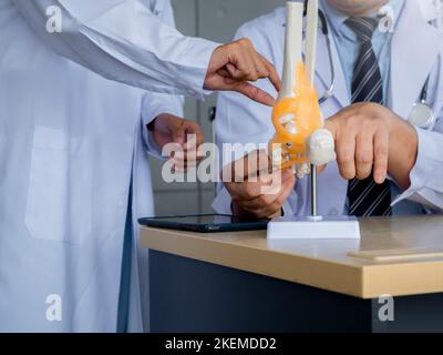 The ligaments around the ankle, bone model on desk while adult male doctor counseling to young female doctor. Two doctors in white uniforms talking an Stock Photo