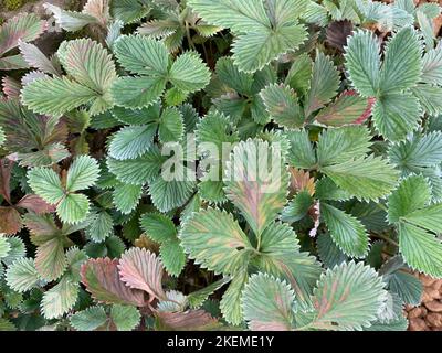 Close up of the green leaves of the herbaceous perennial garden plant Potentilla atrosanguinea var. argyrophylla Scarlet Starlit. Stock Photo