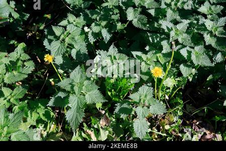 Stinging nettles. Urtica dioica - common nettle, burn nettle, stinging nettle. dandelions - Taraxacum officinale. Wales, uk. Stock Photo