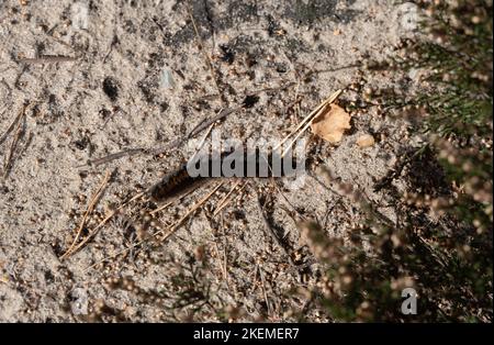 Macrothylacia Rubi - Brombeerspinner - Fox Moth in the nature reserve fischbeker heatherland Stock Photo