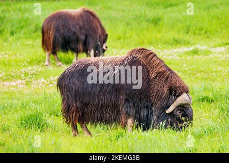 Musk Ox in pasture; The Musk Ox Farm; Palmer; Alaska; USA Stock Photo