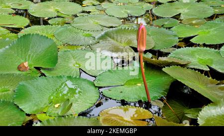 Closeup of beautiful plant of Nymphaea lotus also known as Egyptian lotus water lily etc. Rose color amazing home lawn pond decorative plant. Stock Photo